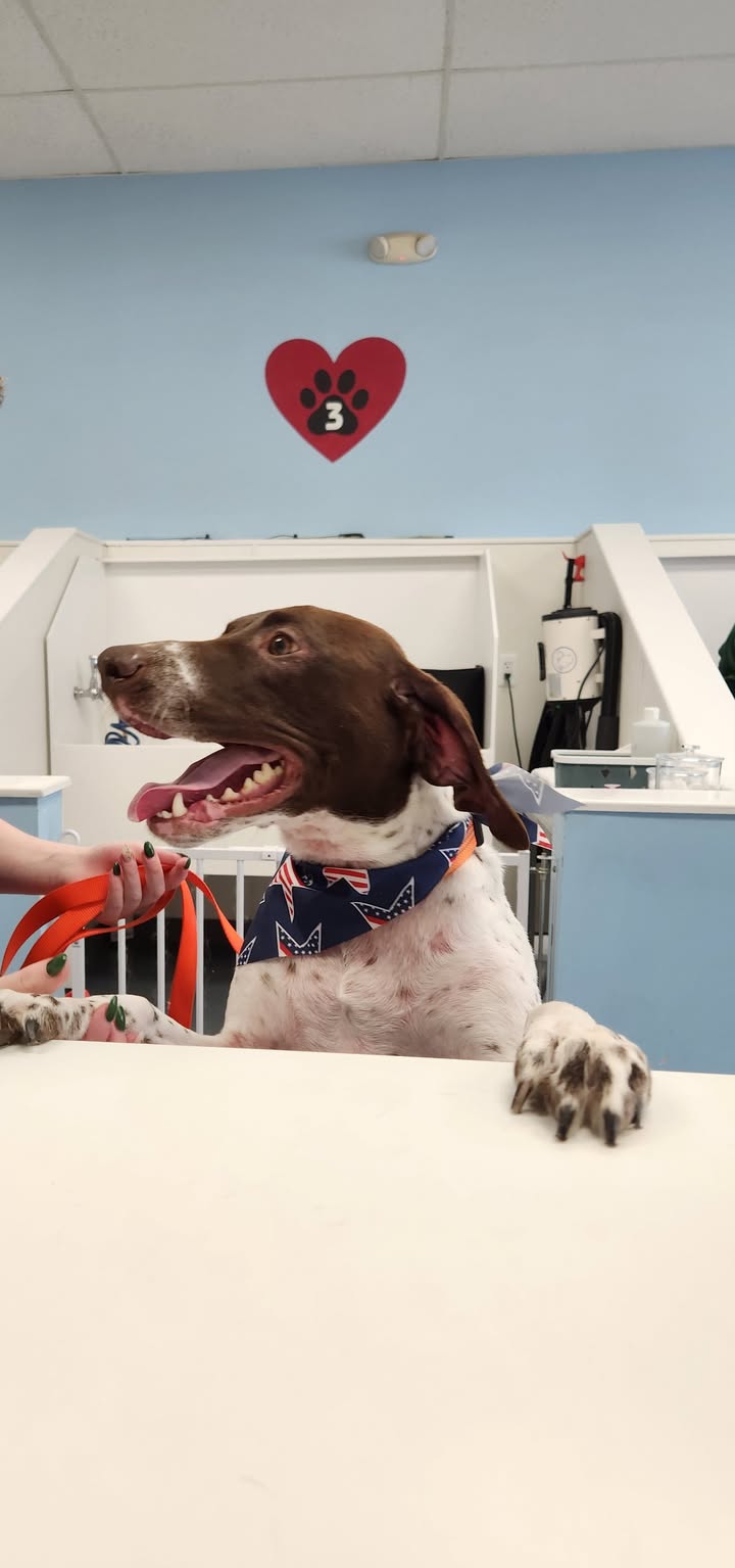 Photos from Love 4 Dogs's post