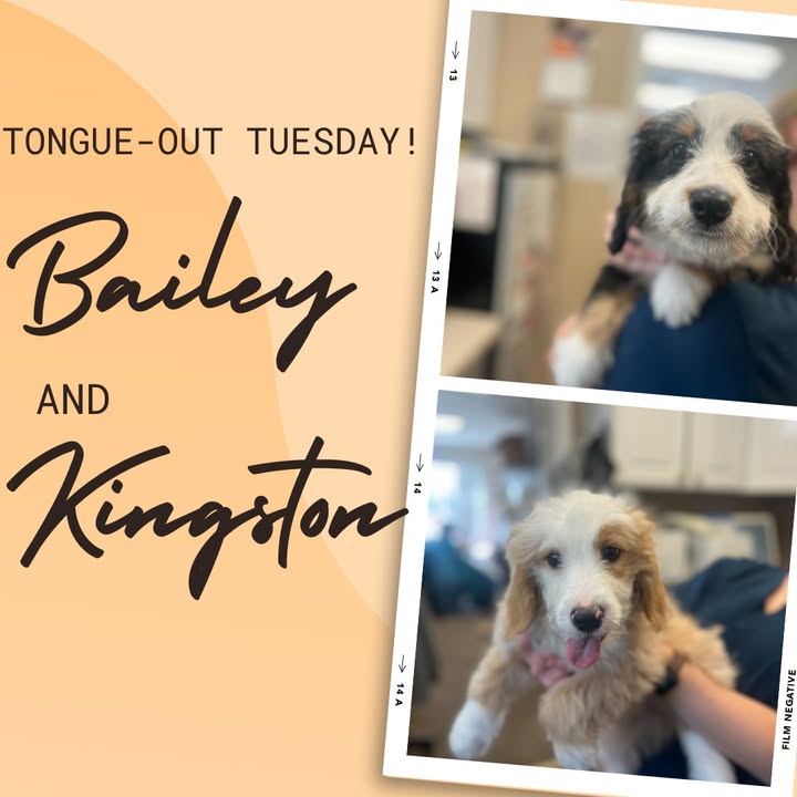 For tongue-out Tuesday, we want to ask: what's better than one puppy?