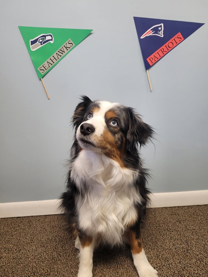 🏈🐾 Chap’s Super Bowl Game Day Safety Tips🐾🏈