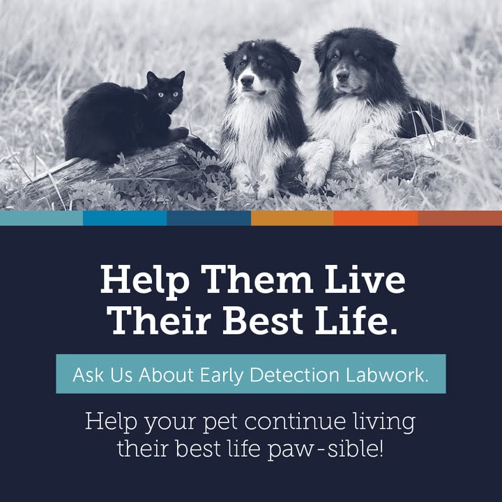 Labwork can reveal subtle changes in your pet’s health before symptoms appear