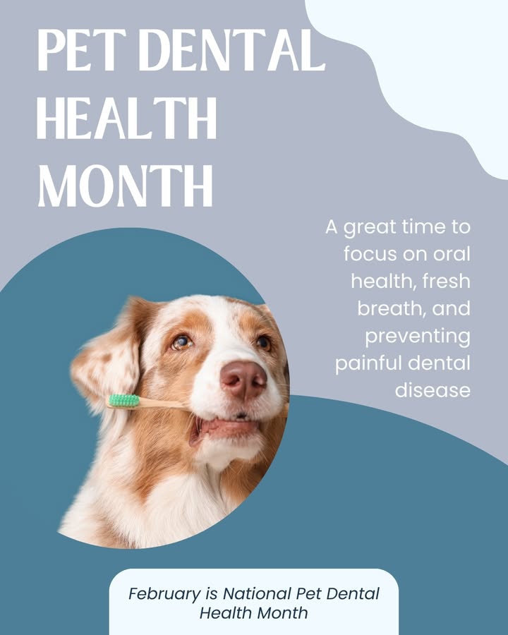 February is National Pet Dental Health Month — a great time to focus on oral health