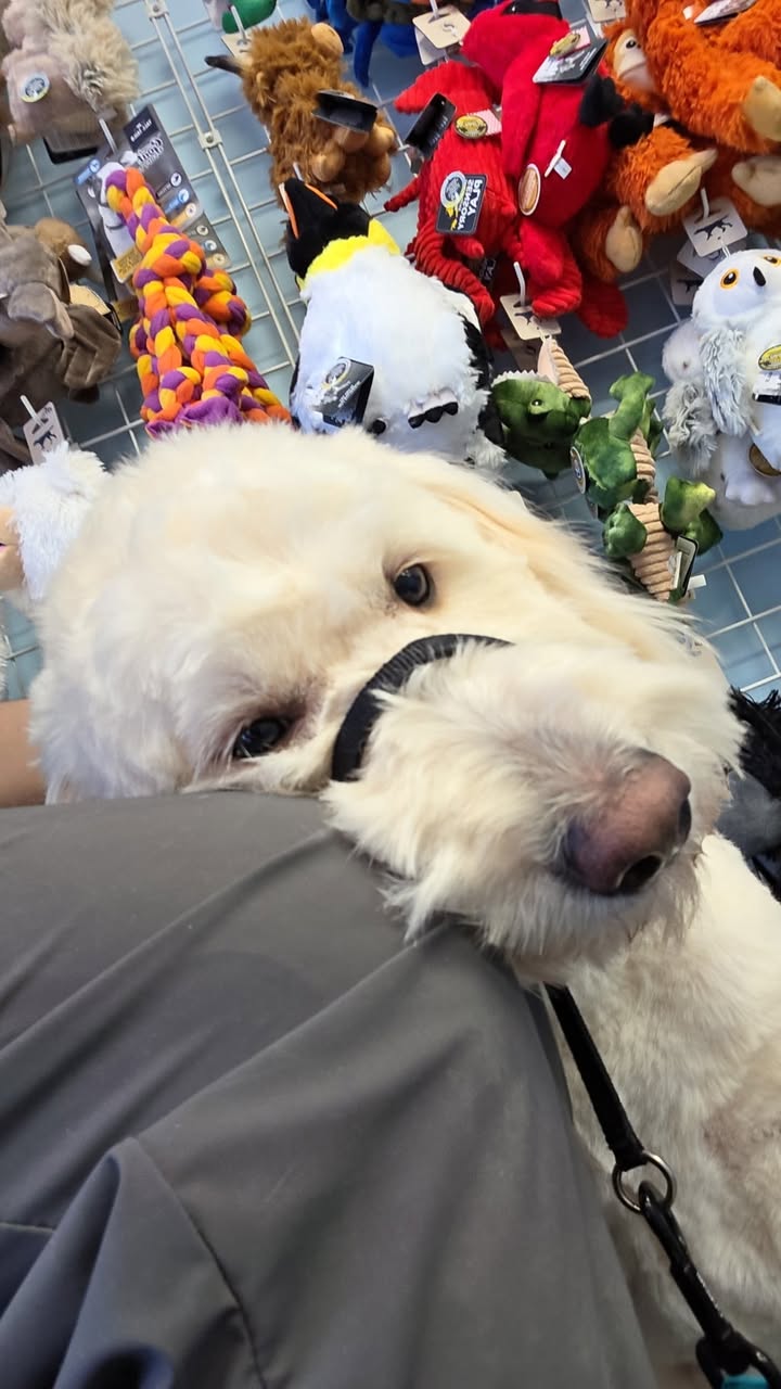 Thanks for loving me while I wait for my Dad ❤️🐾