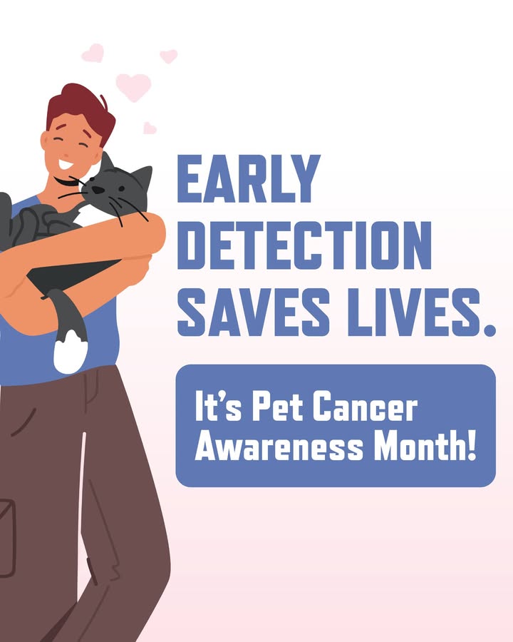 1 in 4 pets will face cancer in their lifetime