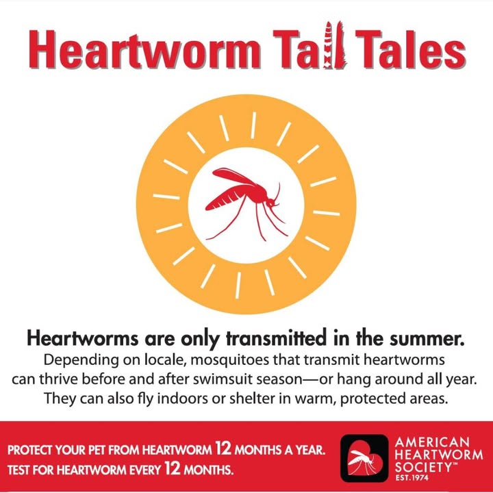 The American Heartworm Society recommends treating your pet year-round with heartworm preventative