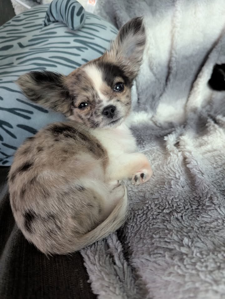Welcome Willow!