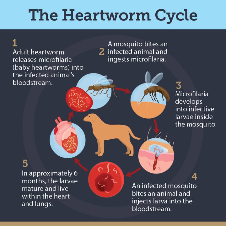 Heartworm disease is serious—and it only takes one bite from an infected mosquito to put your pet at risk