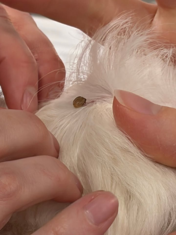 Photos from Orion Animal Hospital's post