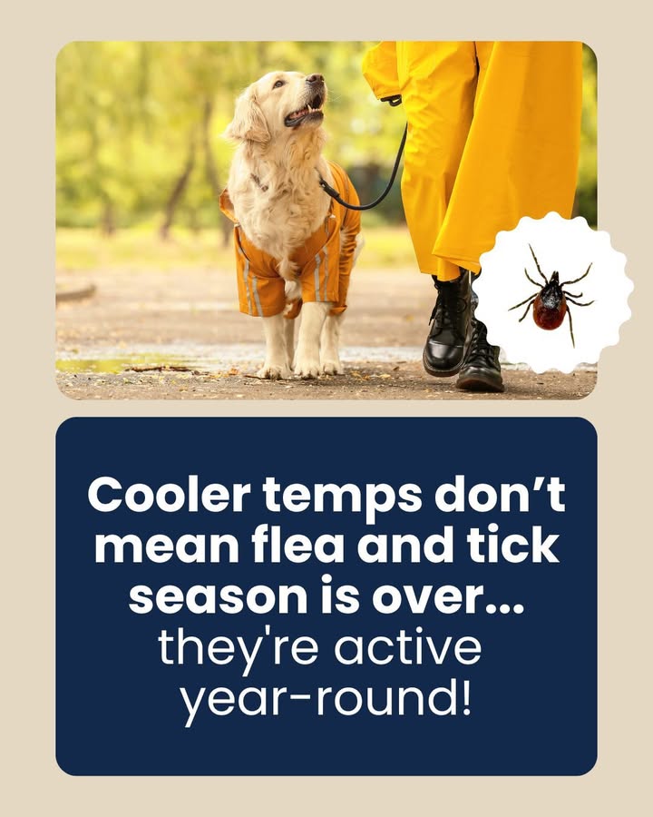 🦟 Cooler temps don’t mean flea and tick season is over—they're active year-round!