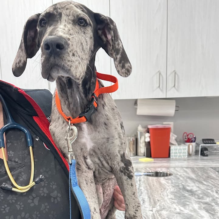 Puppy Spotlight: Roxy