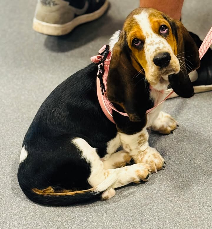 Photos from Orion Animal Hospital's post
