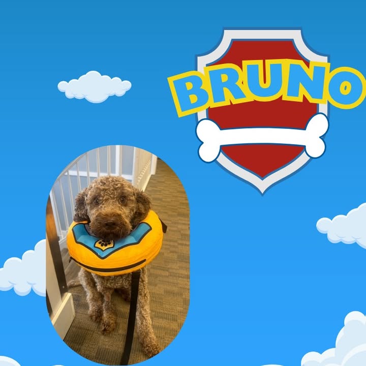 Bruno definitely showed some bravery when he came to see us for his neuter last week!