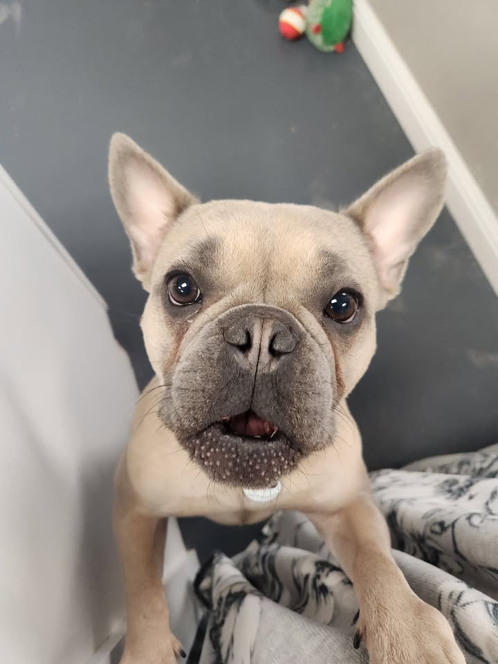 Happy 2nd Birthday Sumo!