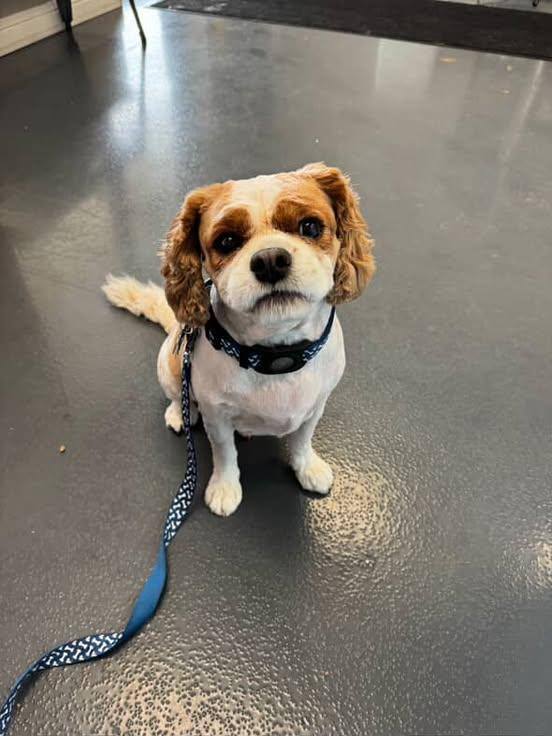 Photos from Love 4 Dogs's post