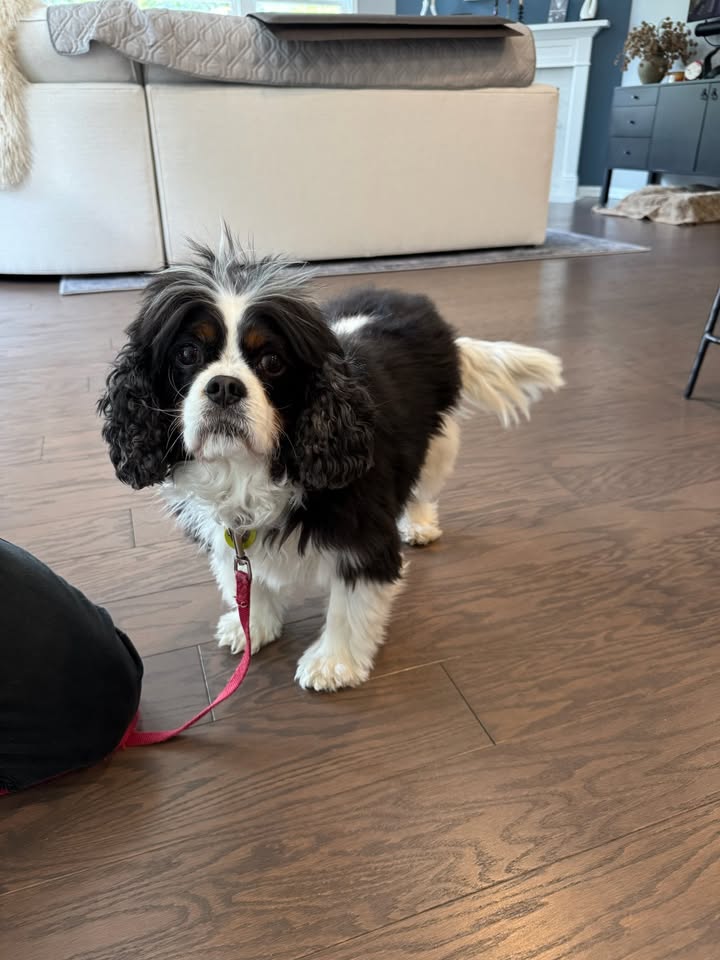 Photos from Love 4 Dogs's post