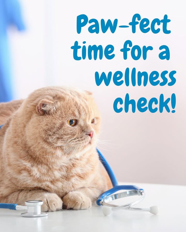 Summer is the paw-fect time for a wellness check!