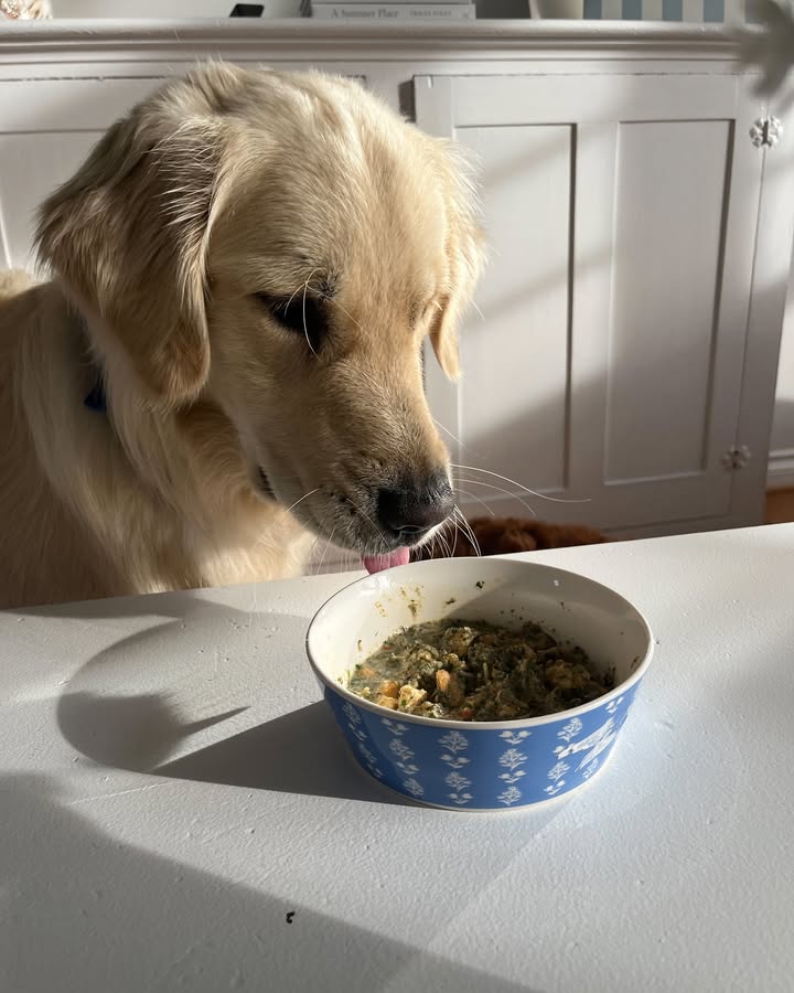 Healthy dogma: nutritious meals for happy pups!