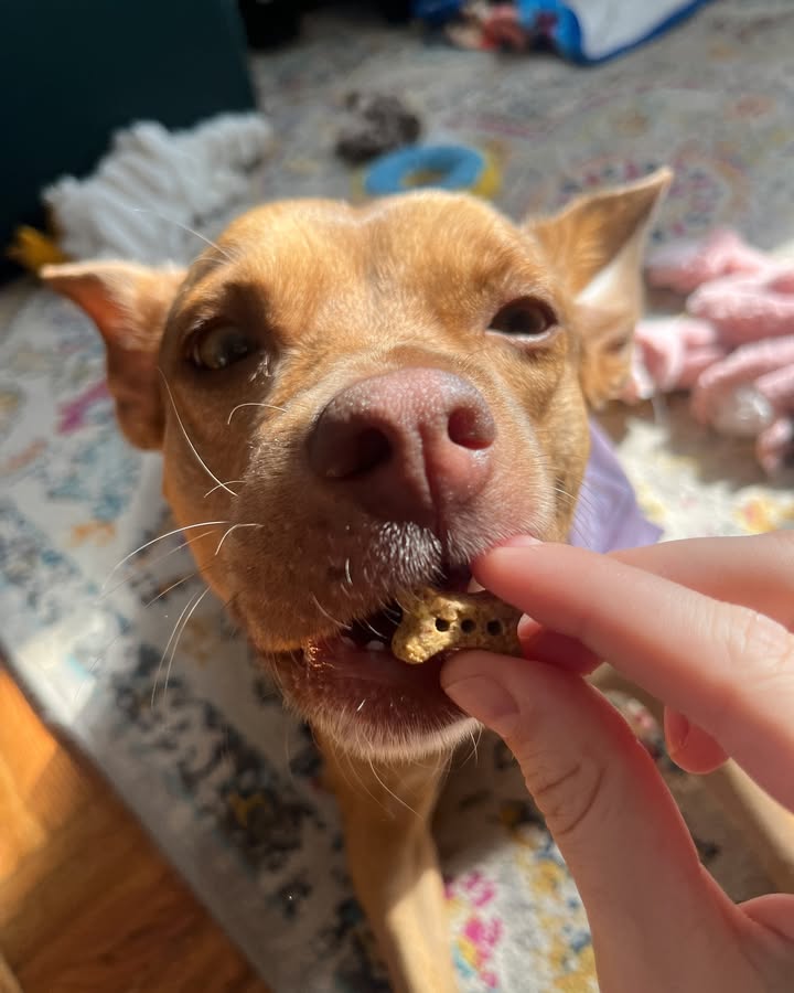 Photos from Healthy Dogma's post