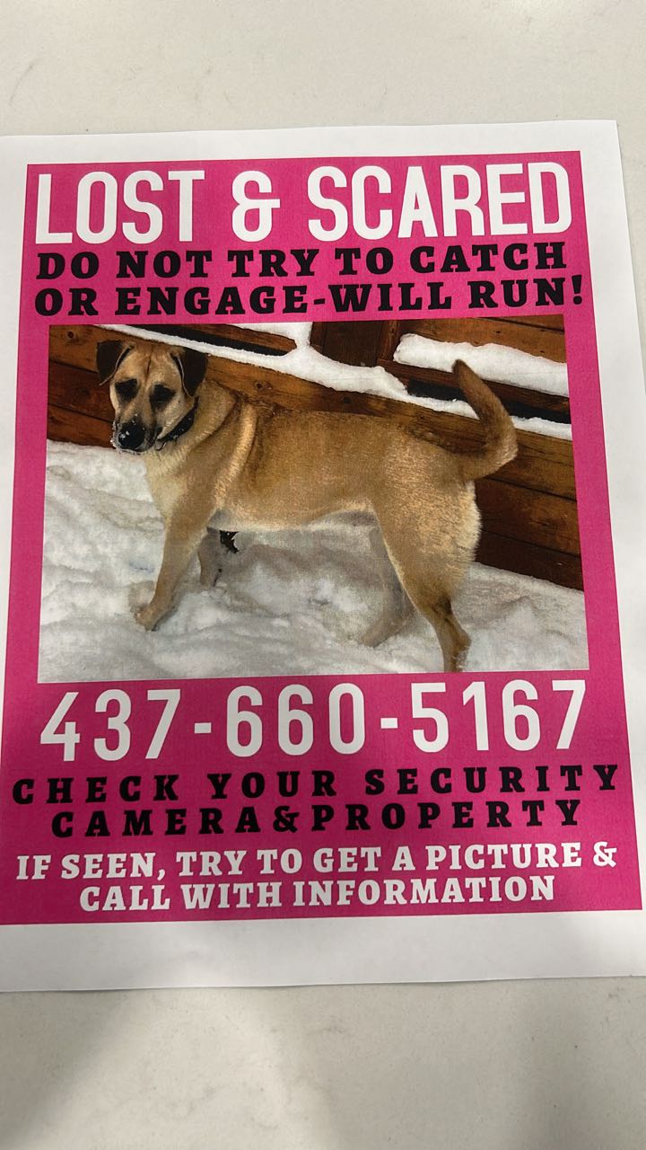Lost dog in area!