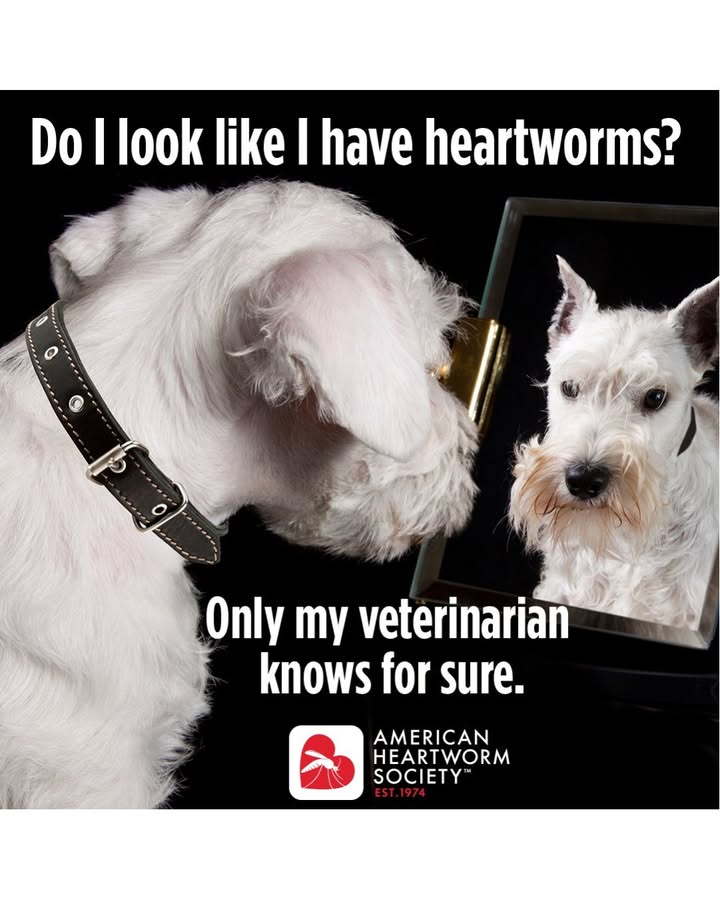 Heartworm infection isn't visible on the outside