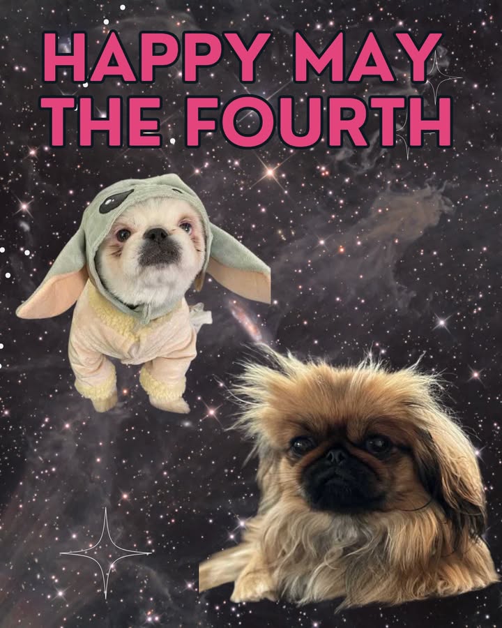 Happy "May the Fourth"!