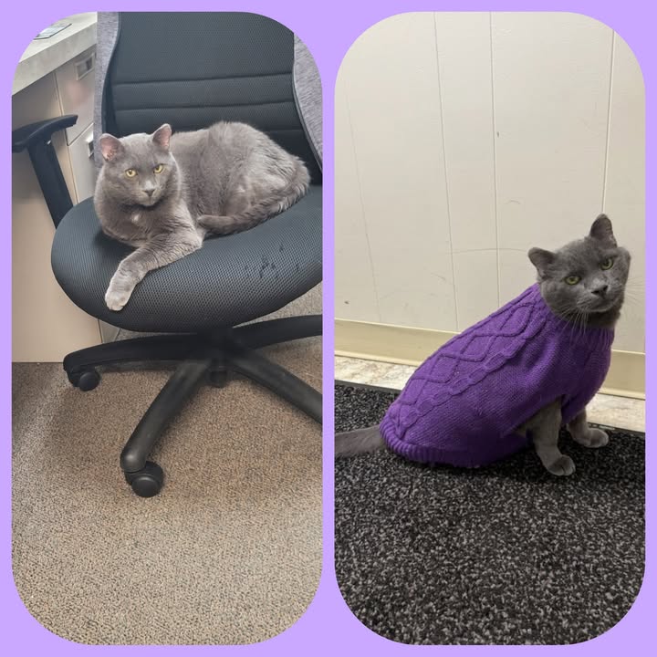 😼💜 Official Update from Scoop, Office Manager