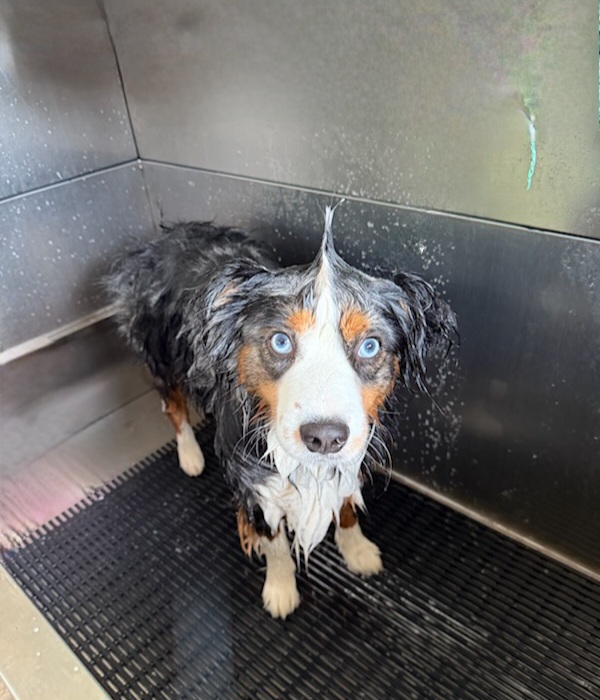 Photos from Lake Orion Veterinary Hospital's post