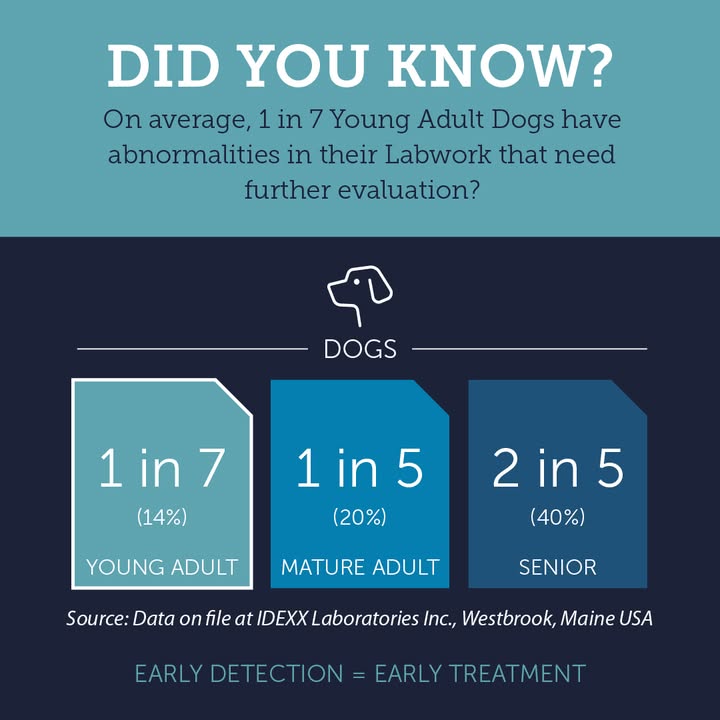 Lab tests provide vital information about your pet’s internal health