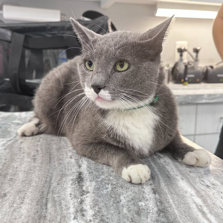 Meet Yuuki !🐾