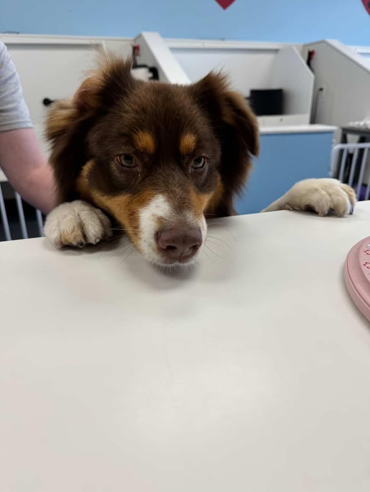 Hi! I'm CUTE! ❤️🐾