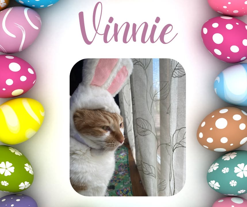 Vinnie is patiently waiting for the Easter Bunny to bring him a basket full of kitty goodies!