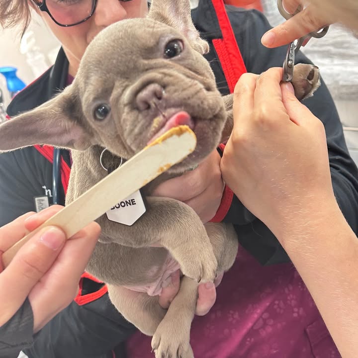 Photos from Orion Animal Hospital's post