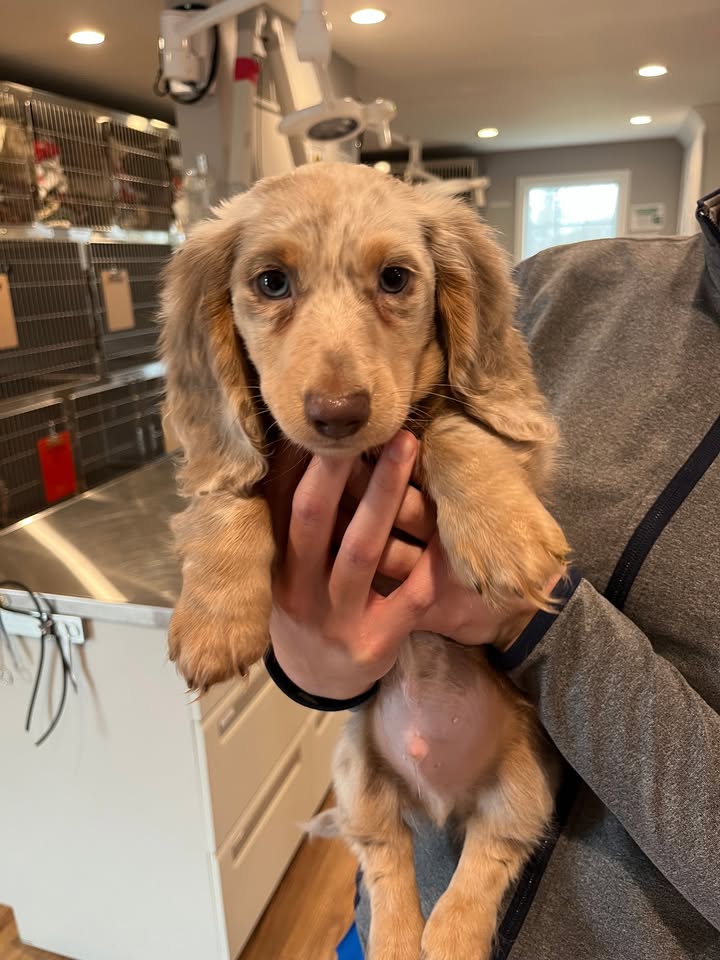 We couldn't help but gush over this adorable new patient ,Kudo🩵, this morning