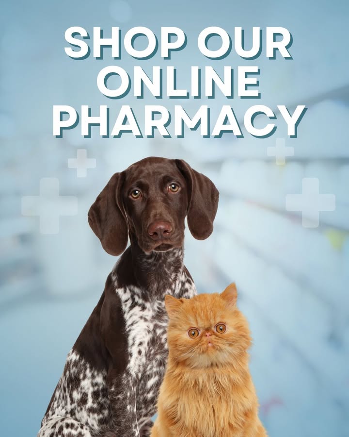 Get your pet’s food & meds delivered straight from the vet you trust—right to your doorstep