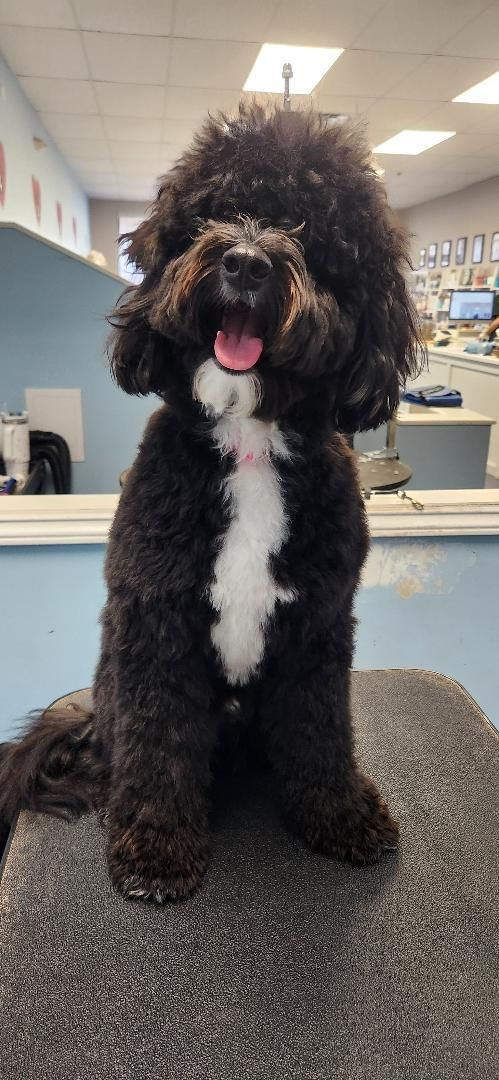 Hi! I'm Cute and I haven't even been groomed yet!