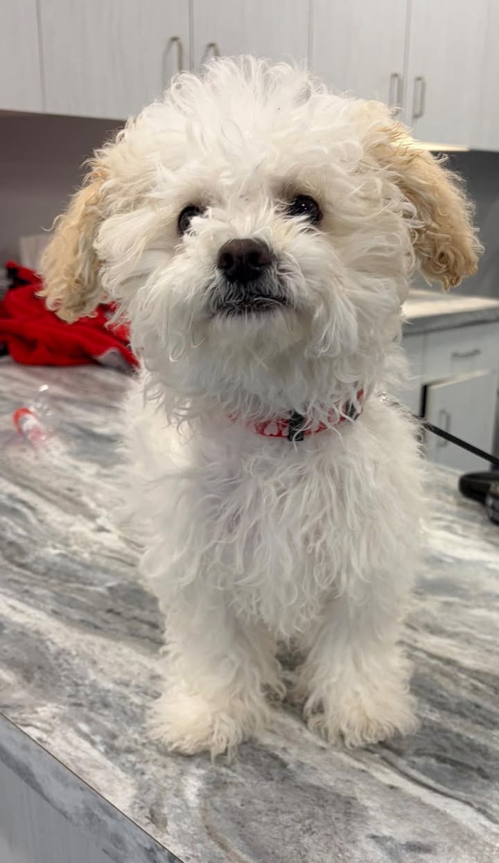 Another sweet pup we met recently was Millie, a 5-month-old Maltese mix 🐾