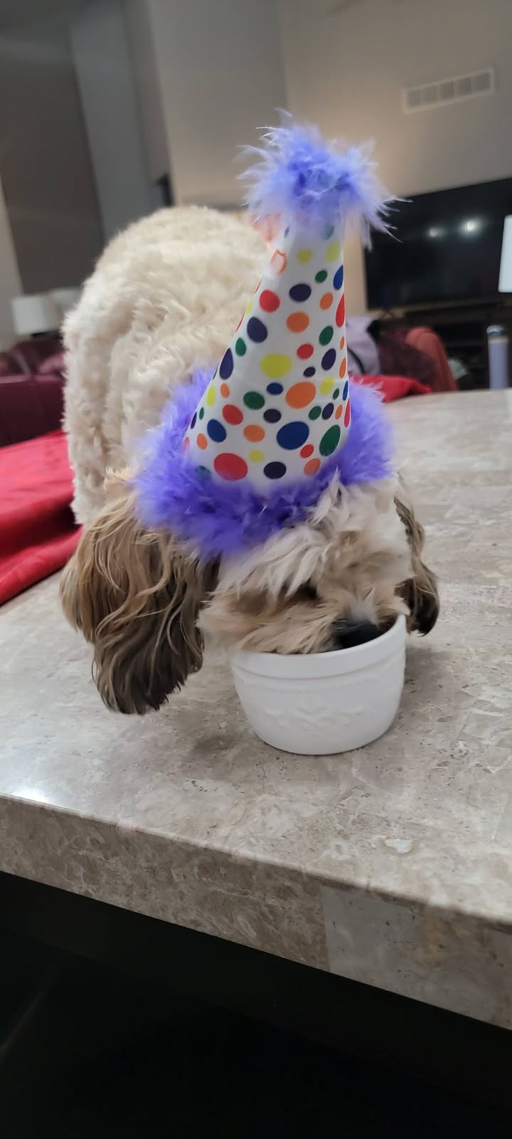 Photos from Love 4 Dogs's post