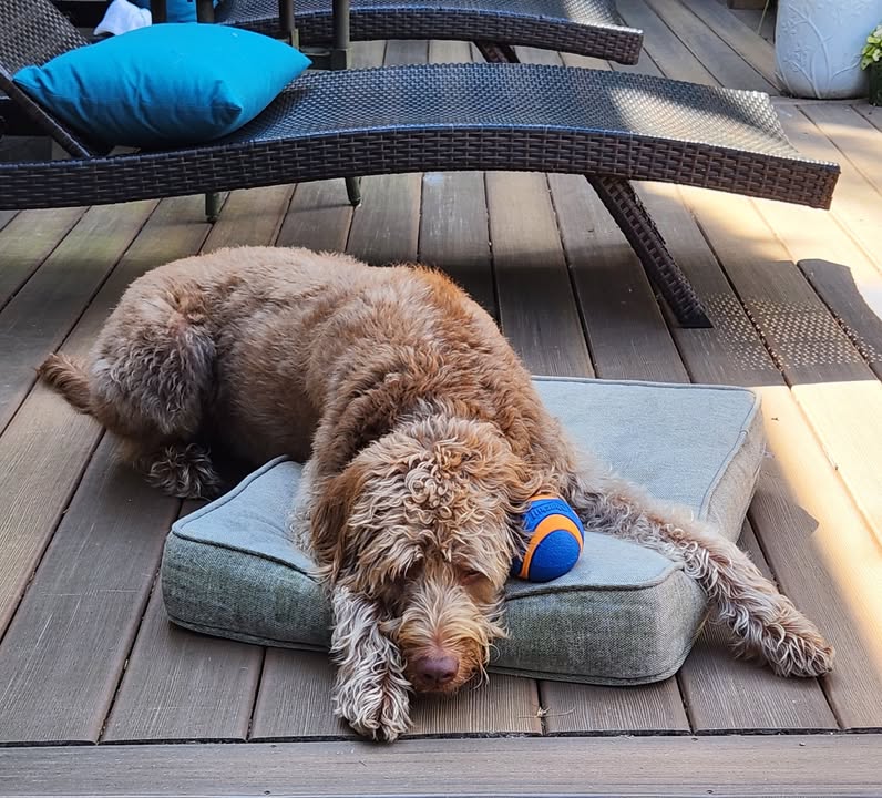 Photos from Love 4 Dogs's post