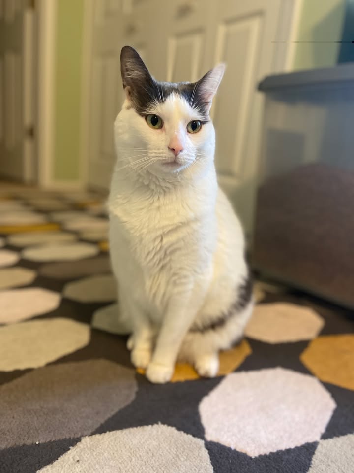 Photos from Orion Animal Hospital's post