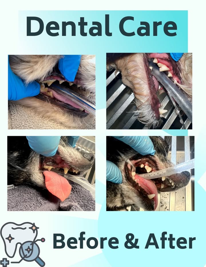 Does your pet suffer from smelly breath?