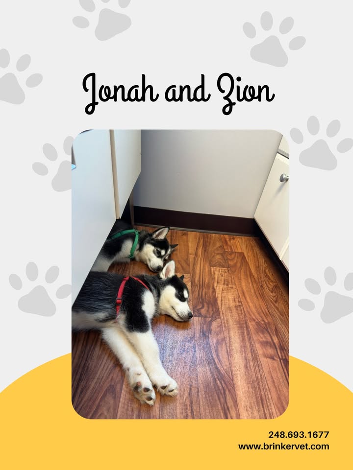 Being a puppy is exhausting!