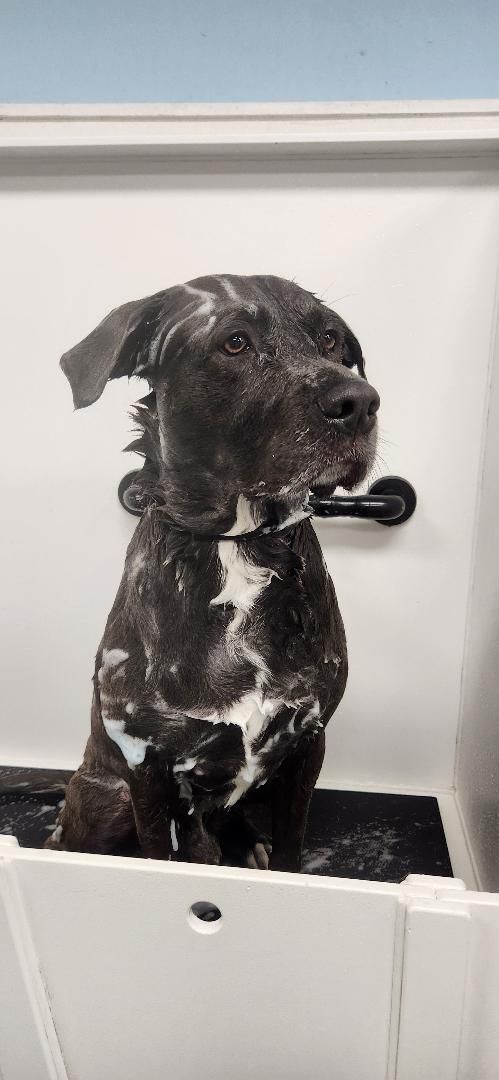 Ash loves a good bath! ❤️🐾