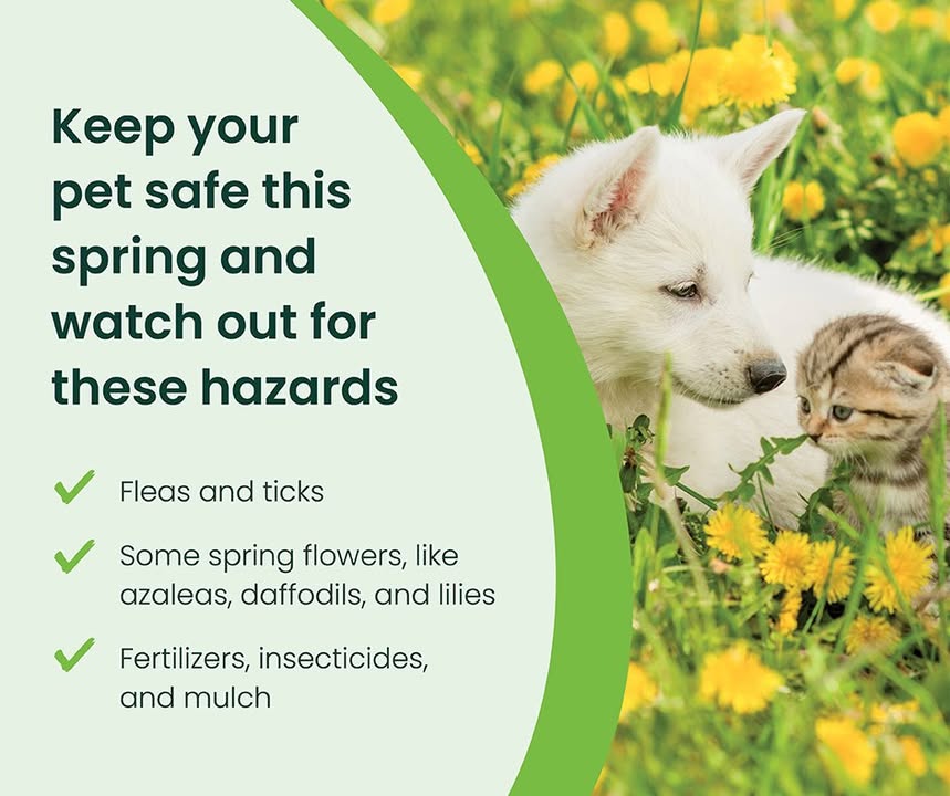 A post from Lake Orion Veterinary Hospital