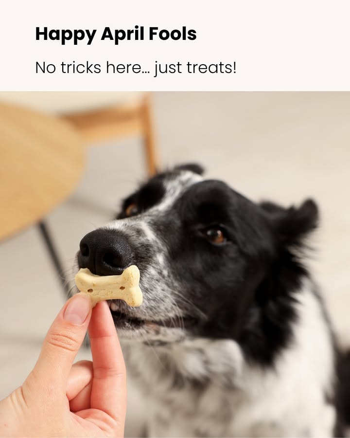 No tricks here… just treats!