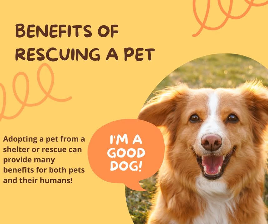 There are many benefits to adopting a pet from a rescue or shelter