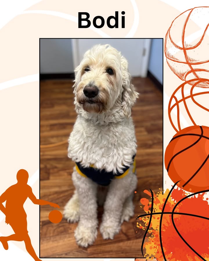 Bodi came in to see us recently and was ready for March Madness with his U of M sweater!