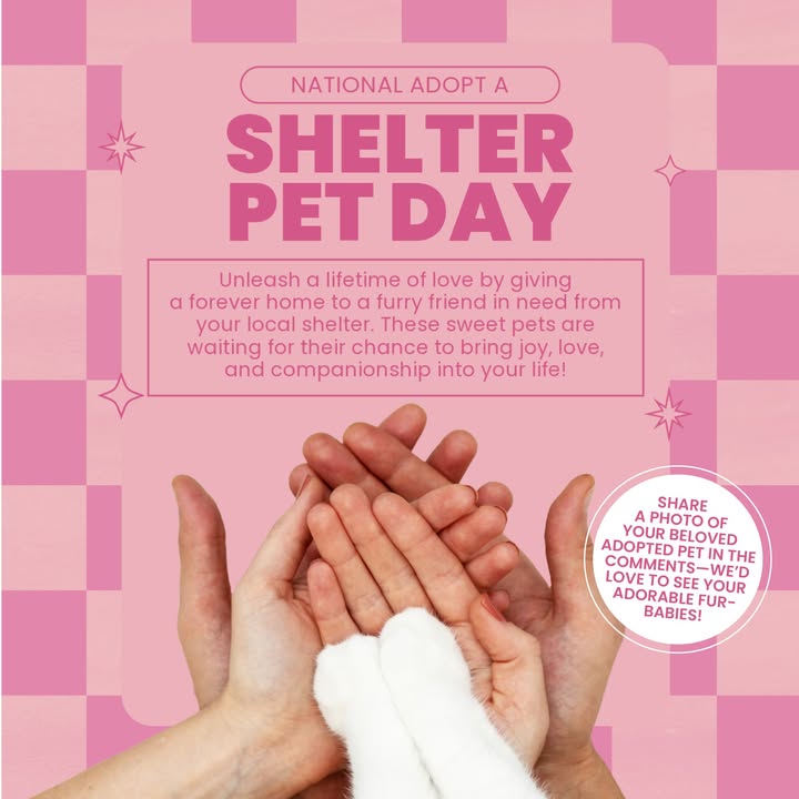 Every pet deserves a loving home!
