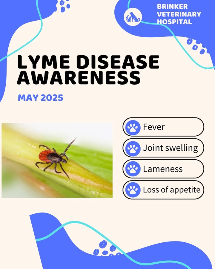 May is Lyme Disease Awareness Month