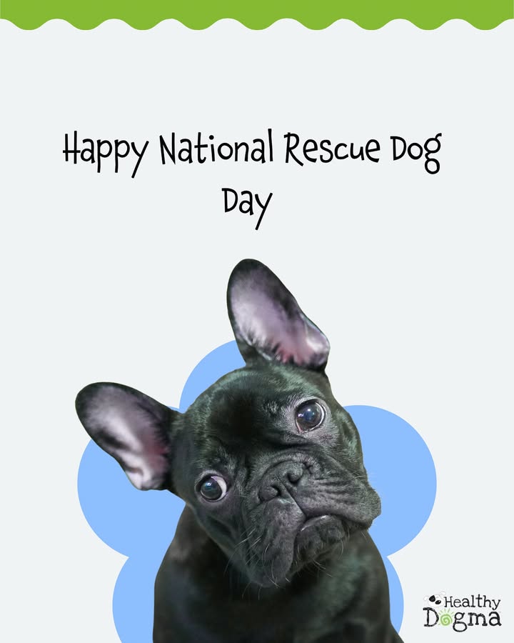 Happy National Rescue Dog Day from Healthy Dogma