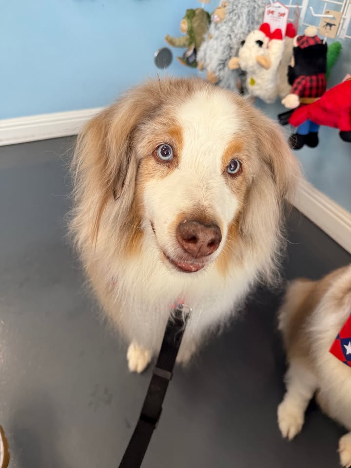 Photos from Love 4 Dogs's post
