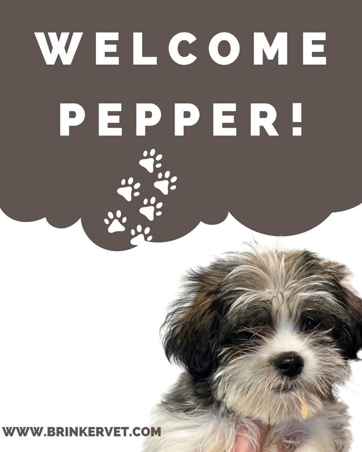 Last week we welcomed Pepper to our practice!